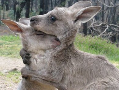 Kangaroos - Affectionate 02