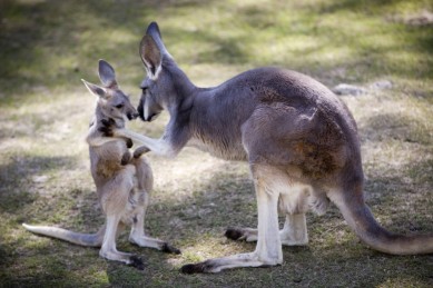 Kangaroos - Babies and mom ]001