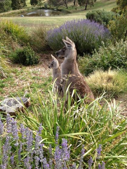 Kangaroos - Babies and mom ]002