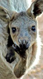 Kangaroos - Babies and mom ]003
