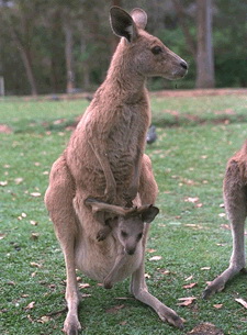 Kangaroos - Babies and mom ]009