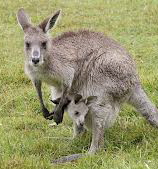 Kangaroos - Babies and mom ]012