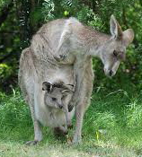 Kangaroos - Babies and mom ]013
