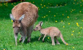 Kangaroos - Babies and mom ]016
