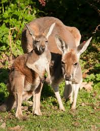 Kangaroos - Babies and mom ]019