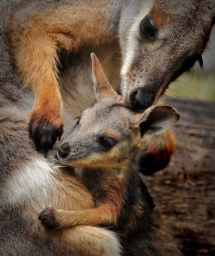 Kangaroos - Babies and mom ]023