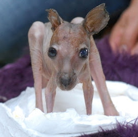 Kangaroos - Babies and young 01