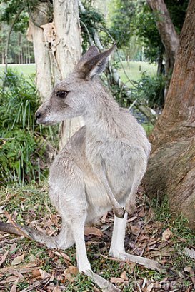 Kangaroos - Babies and young 03