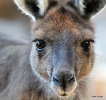 Kangaroos - Babies and young 06