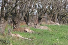 Kangaroos - Crowd or mob 001