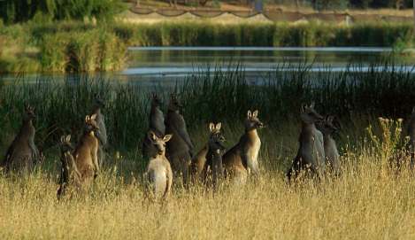 Kangaroos - Crowd or mob 006