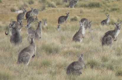 Kangaroos - Crowd or mob 007