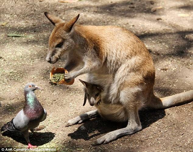 Kangaroos - Cute 002