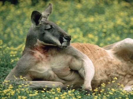 Kangaroos - Cute laying down 02