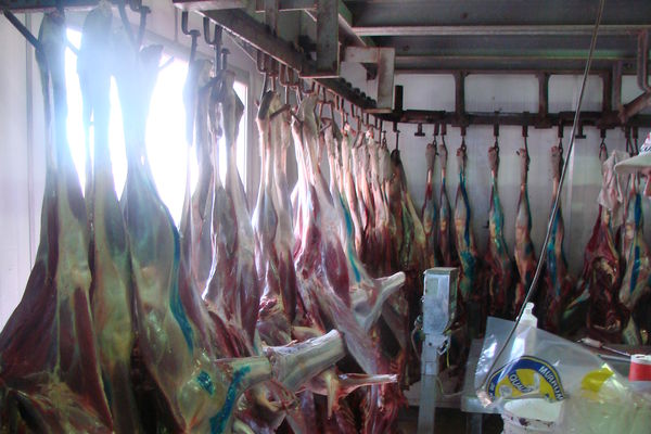 Kangaroos - Killed in trucks and storage 001