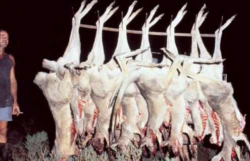 Kangaroos - Killed in trucks and storage 005