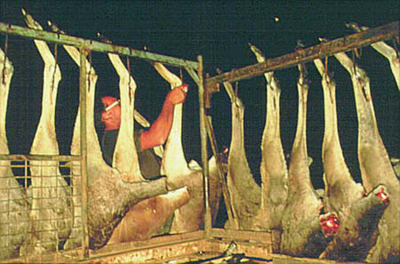 Kangaroos - Killed in trucks and storage 006