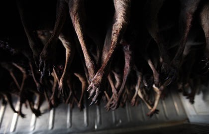 Kangaroos - Killed in trucks and storage 008