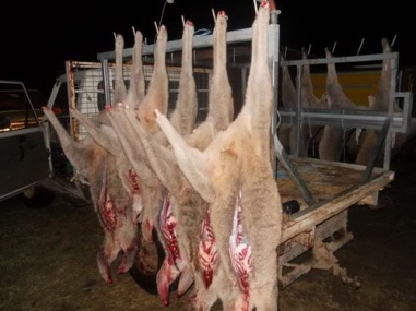 Kangaroos - Killed in trucks and storage 009