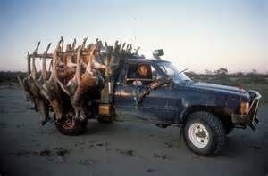 Kangaroos - Killed in trucks and storage 010