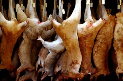 Kangaroos - Killed in trucks and storage 011