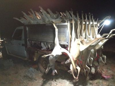 Kangaroos - Killed in trucks and storage 012