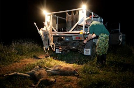 Kangaroos - Killed in trucks and storage 014