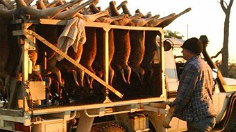 Kangaroos - Killed in trucks and storage 016