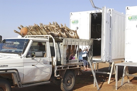 Kangaroos - Killed in trucks and storage 020