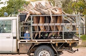 Kangaroos - Killed in trucks and storage 021