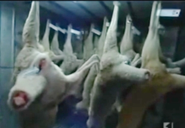Kangaroos - Killed in trucks and storage 025