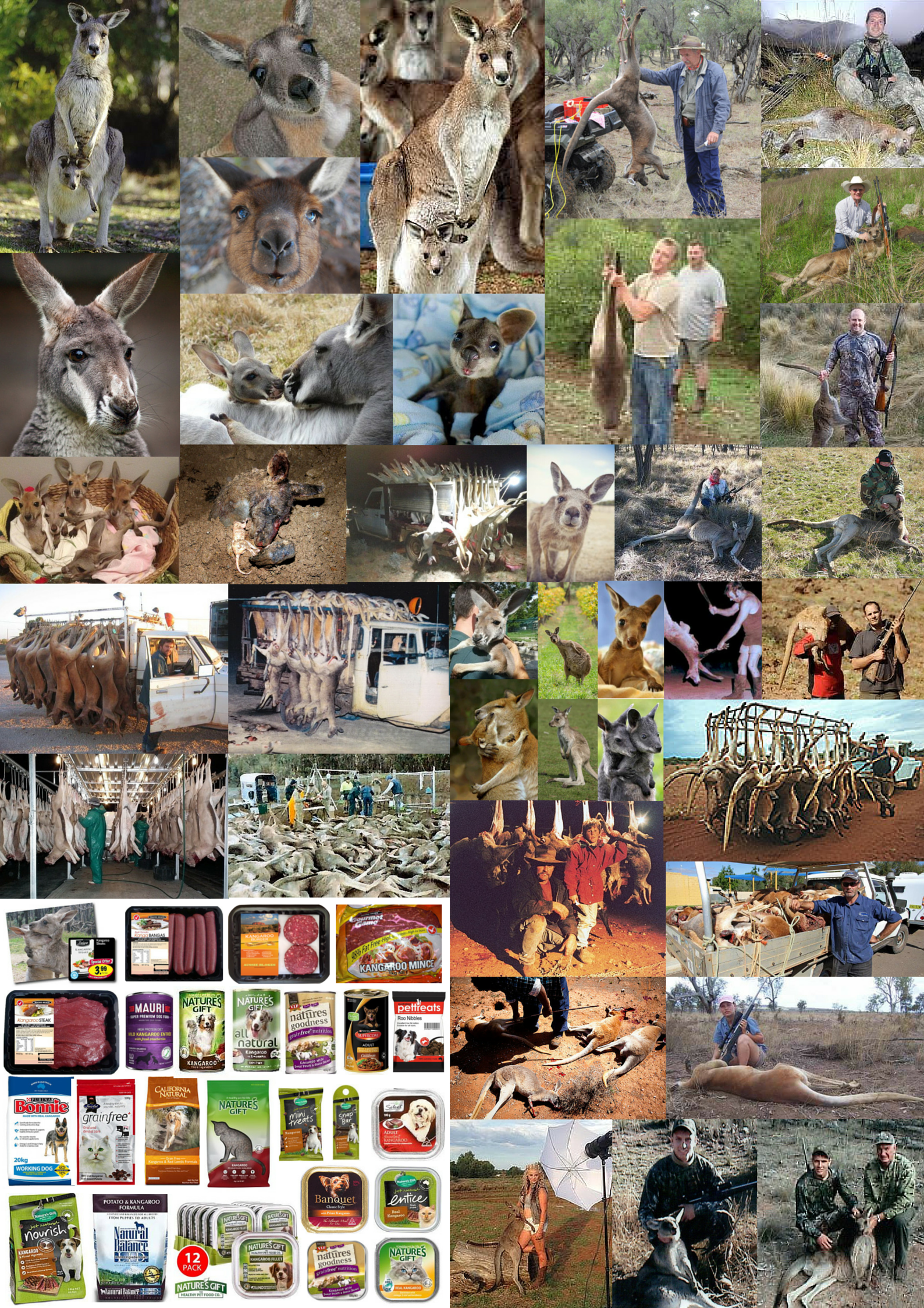 Trophy hunters - Comp Kangaroos USE.png