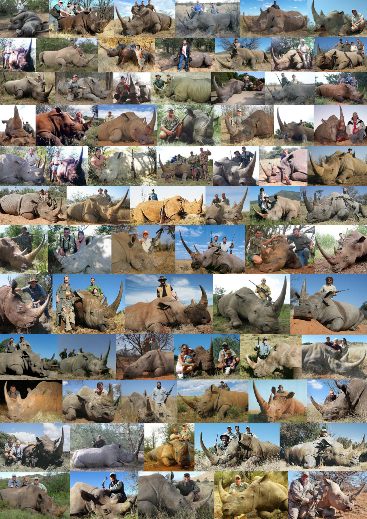 Trophy hunters - Comp Rhino