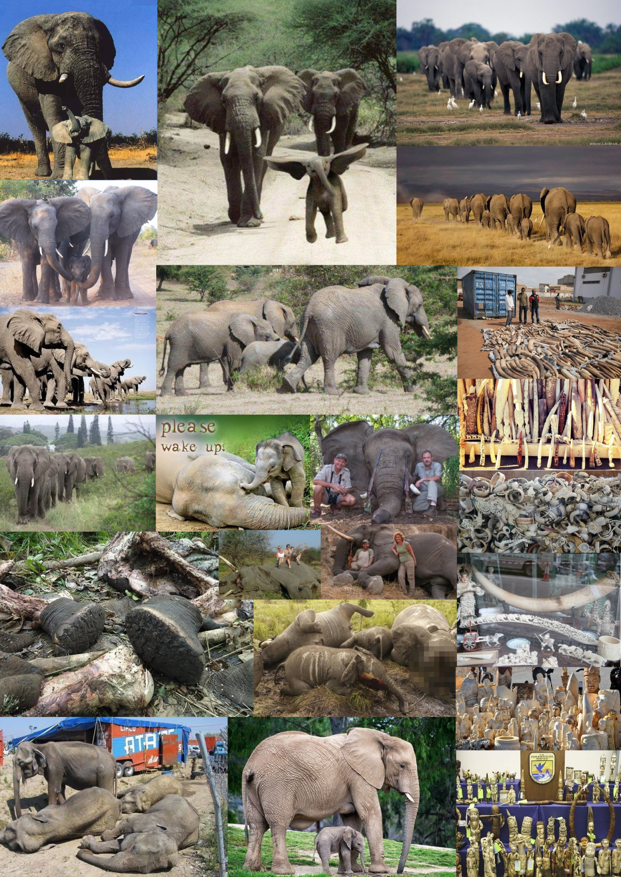 trophy-hunters-comp-elephants
